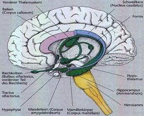 hypothalamuslimb2