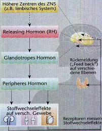 hypothalamuslimbklein